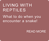 Living with reptiles 